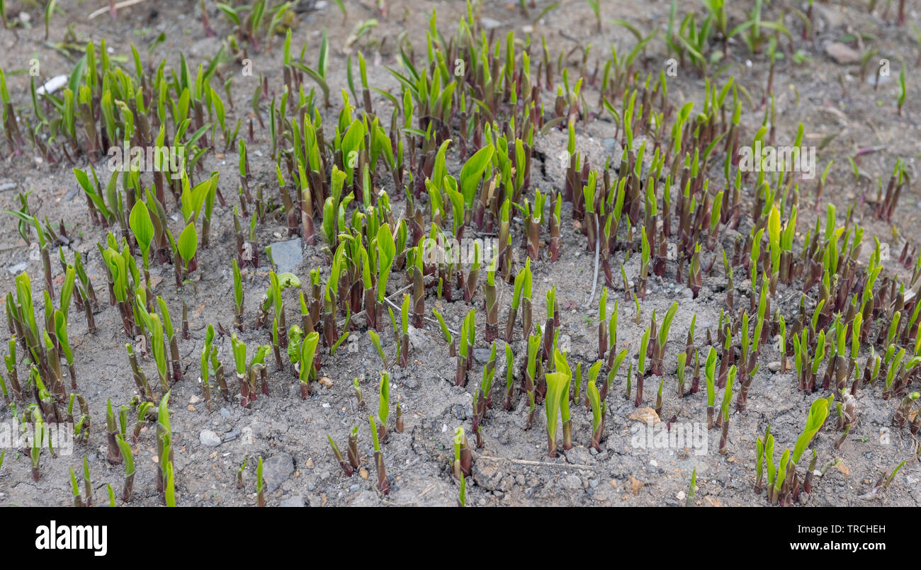 Junge Triebe auf dem Boden. Neues Leben - konzeptionelle Foto. Stockfoto