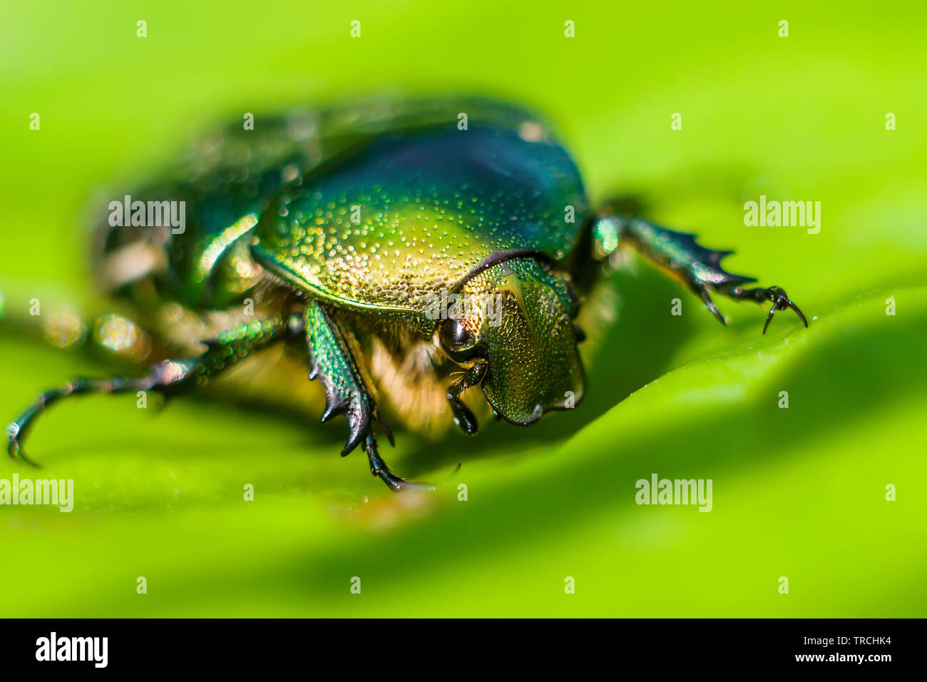Cetonia Aurata Blume Käfer Green Juni Beetle Bug Insekt Makro auf Blatt Stockfoto
