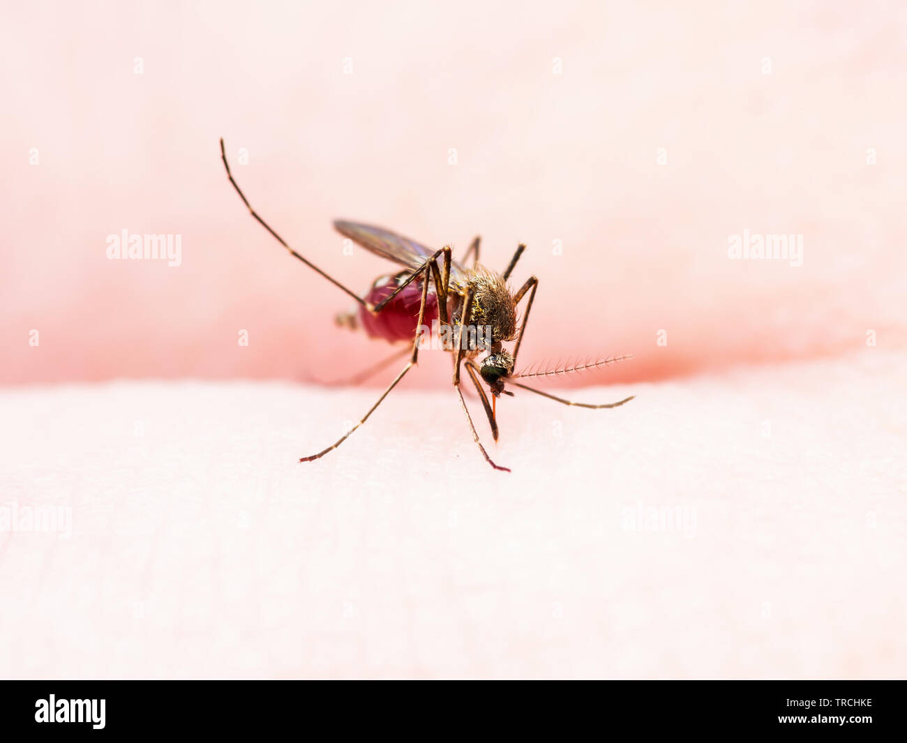 Gelbfieber, Malaria oder Zika Virus infizierte Mücken Insekten Makro Stockfoto