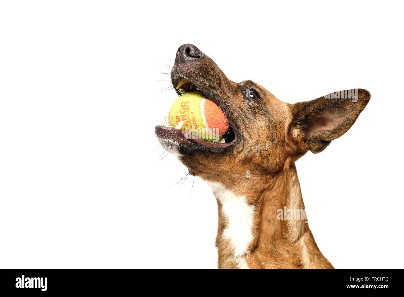 Brauner Hund mit Ball im Studio mit weißem Hintergrund Stockfoto