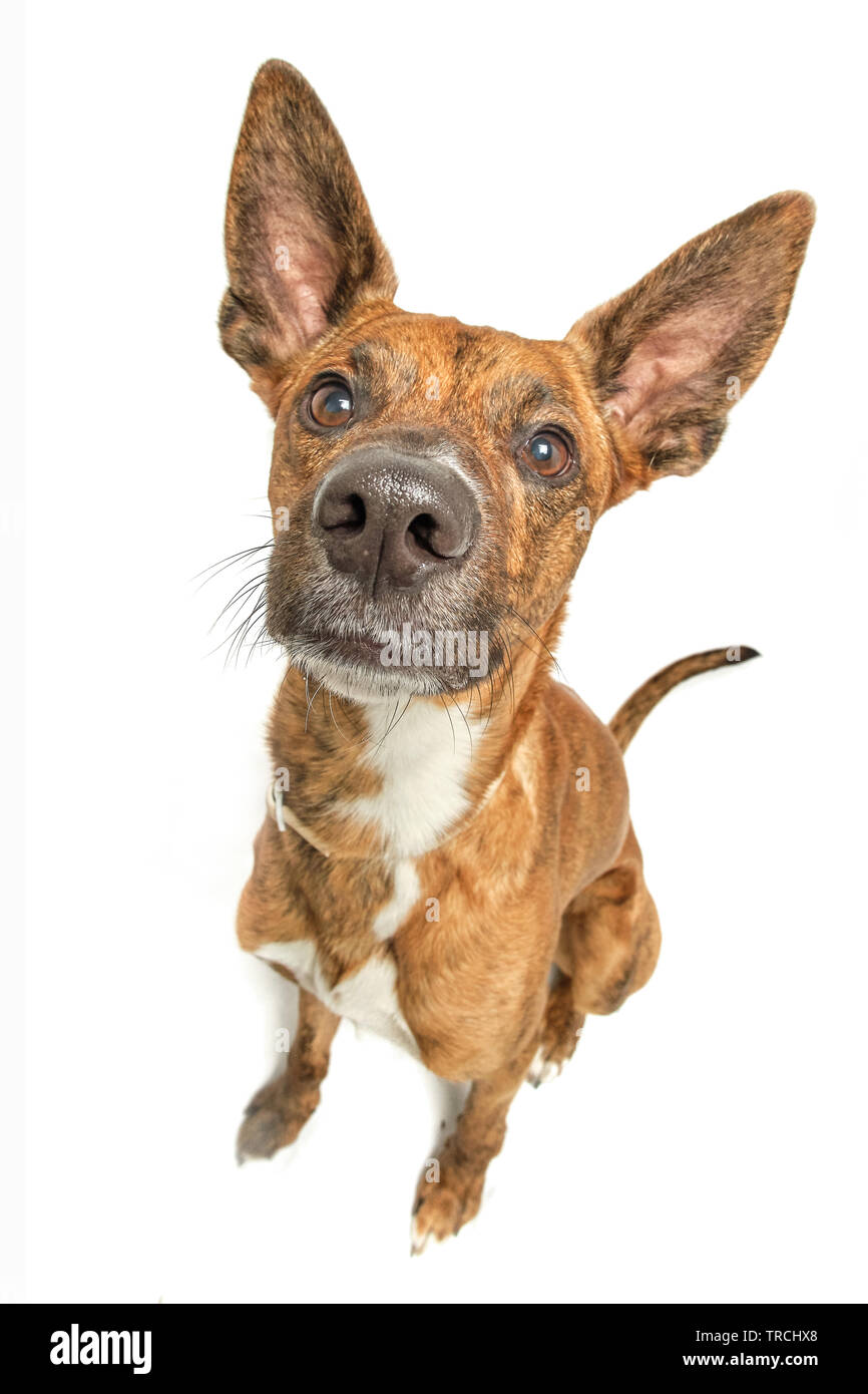 Brauner Hund mit weißem Hintergrund Stockfoto