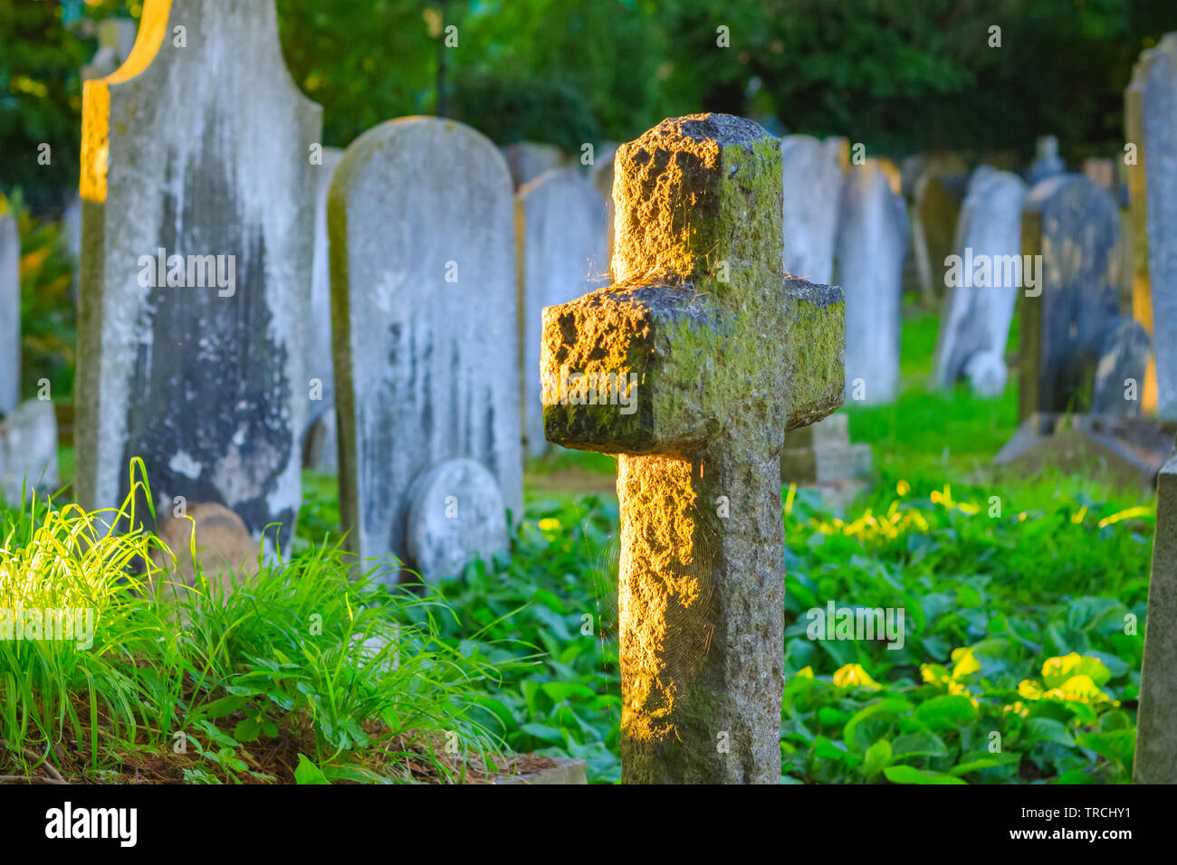 Selektiver Fokus, goldenes Sonnenlicht auf einem Friedhof in Hampstead in London scheint Stockfoto