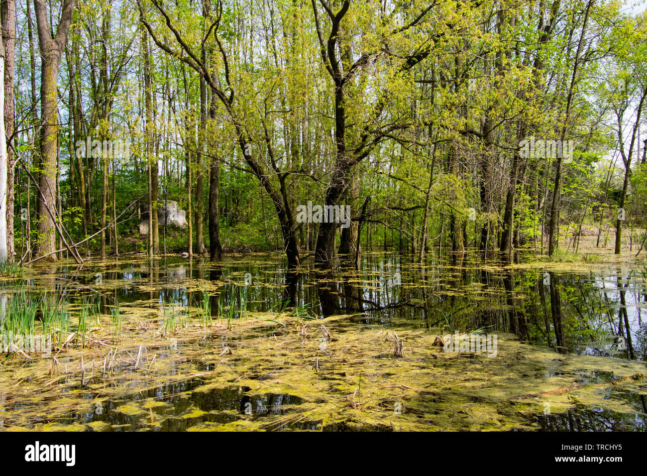 Ein Teich im Frühjahr. Stockfoto
