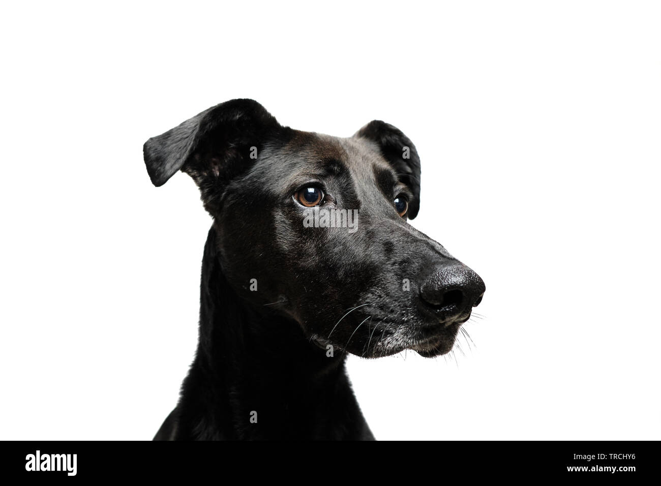 Schwarzer Hund mit weißem Hintergrund Stockfoto