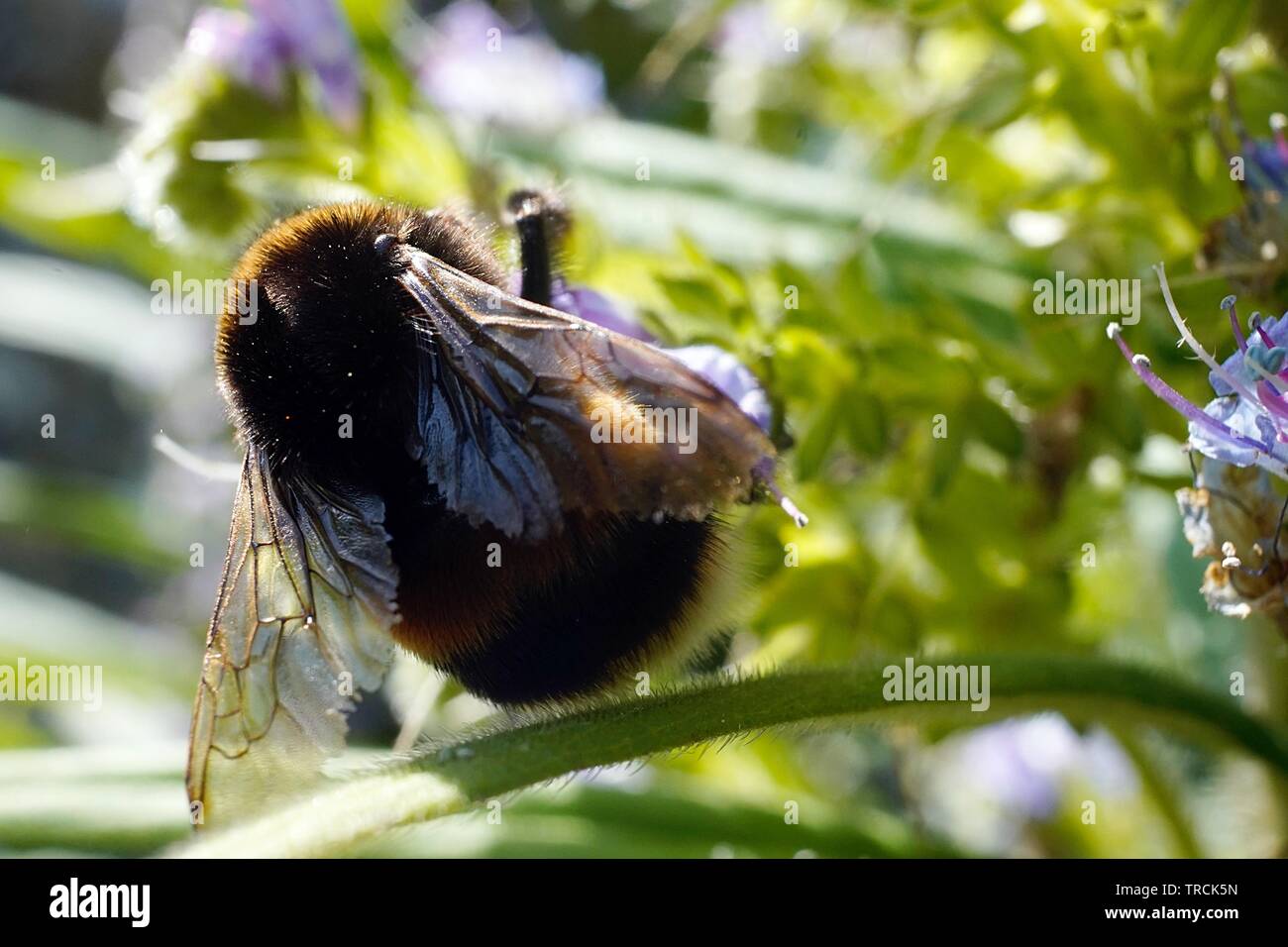 Bumble Bee Nahaufnahme Makro Fotografie Apidae Bombus Apini Stockfoto