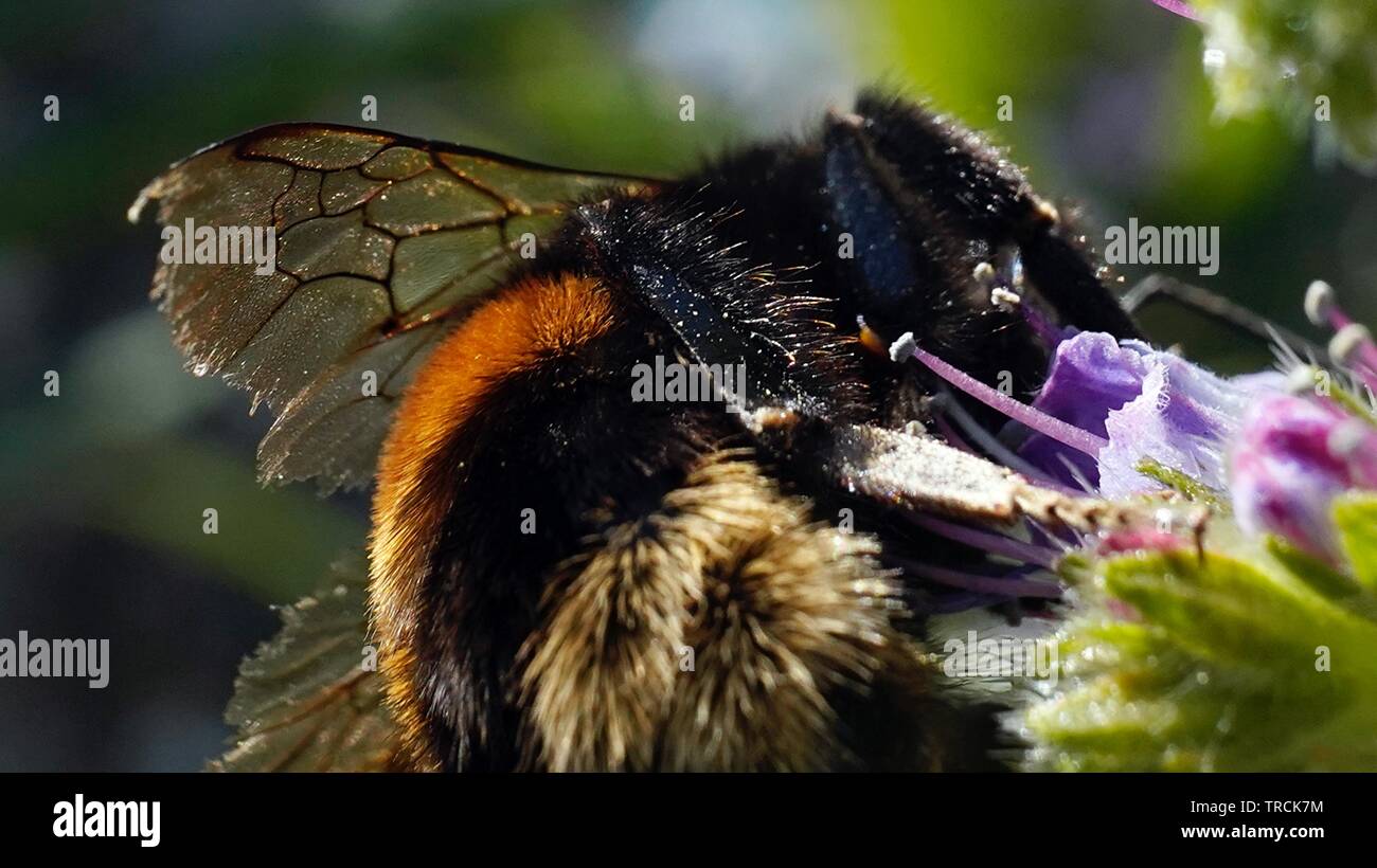 Bumble Bee Nahaufnahme Makro Fotografie Apidae Bombus Apini Stockfoto