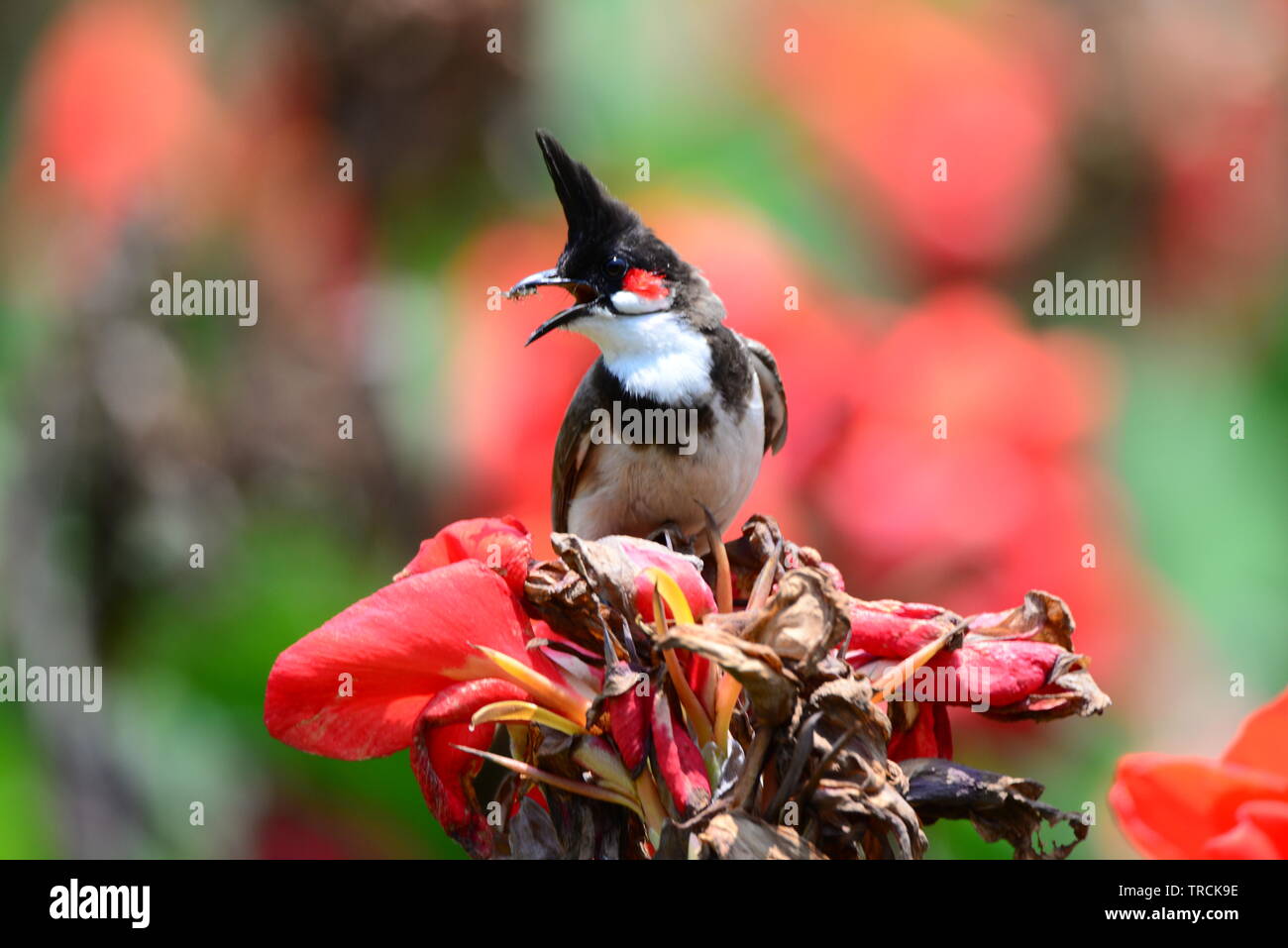 Bulbul auf Blume Stockfoto