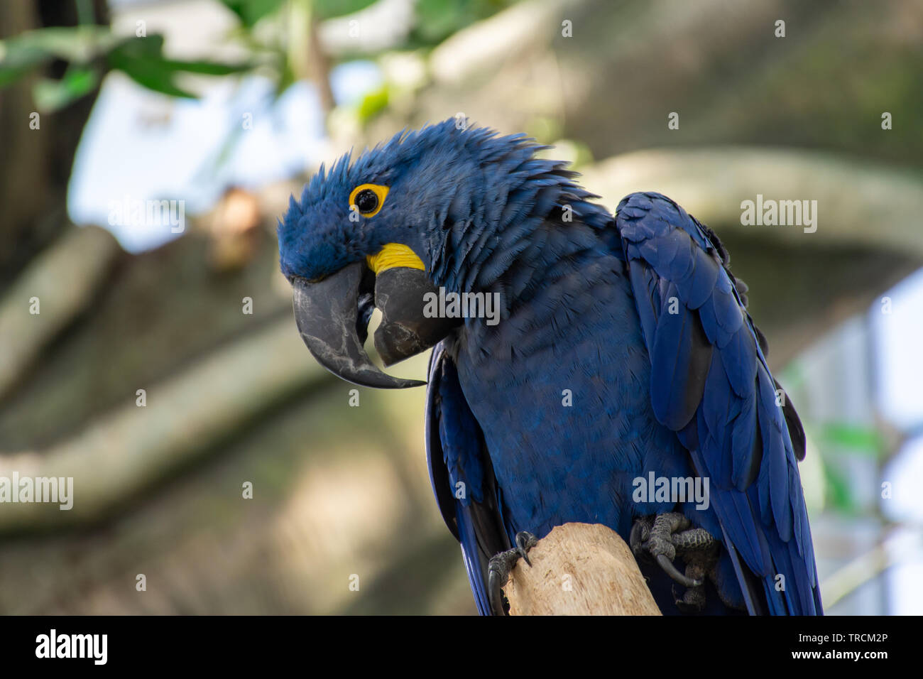 Der Hyazinthara (Anodorhynchus hyacinthinus) oder hyacinthine Ara oder blau Ara thront auf einem Zweig in Südamerika. Stockfoto