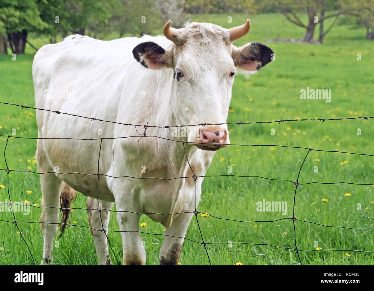 Weiße Kuh hinter einem Stacheldraht zaun auf Country Farm Stockfoto