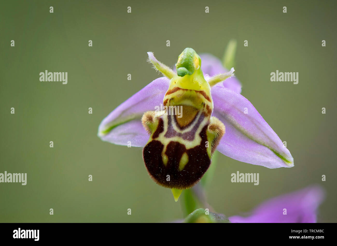 Bienen-ragwurz, Ophrys apifera var. aurita, Wild Orchid in Andalusien, Spanien. Stockfoto