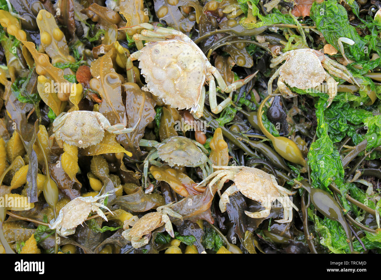 Gemeinsame Shore Crab Carcinus maenas an Beaumaris Strand, Anglesey, Wales Stockfoto