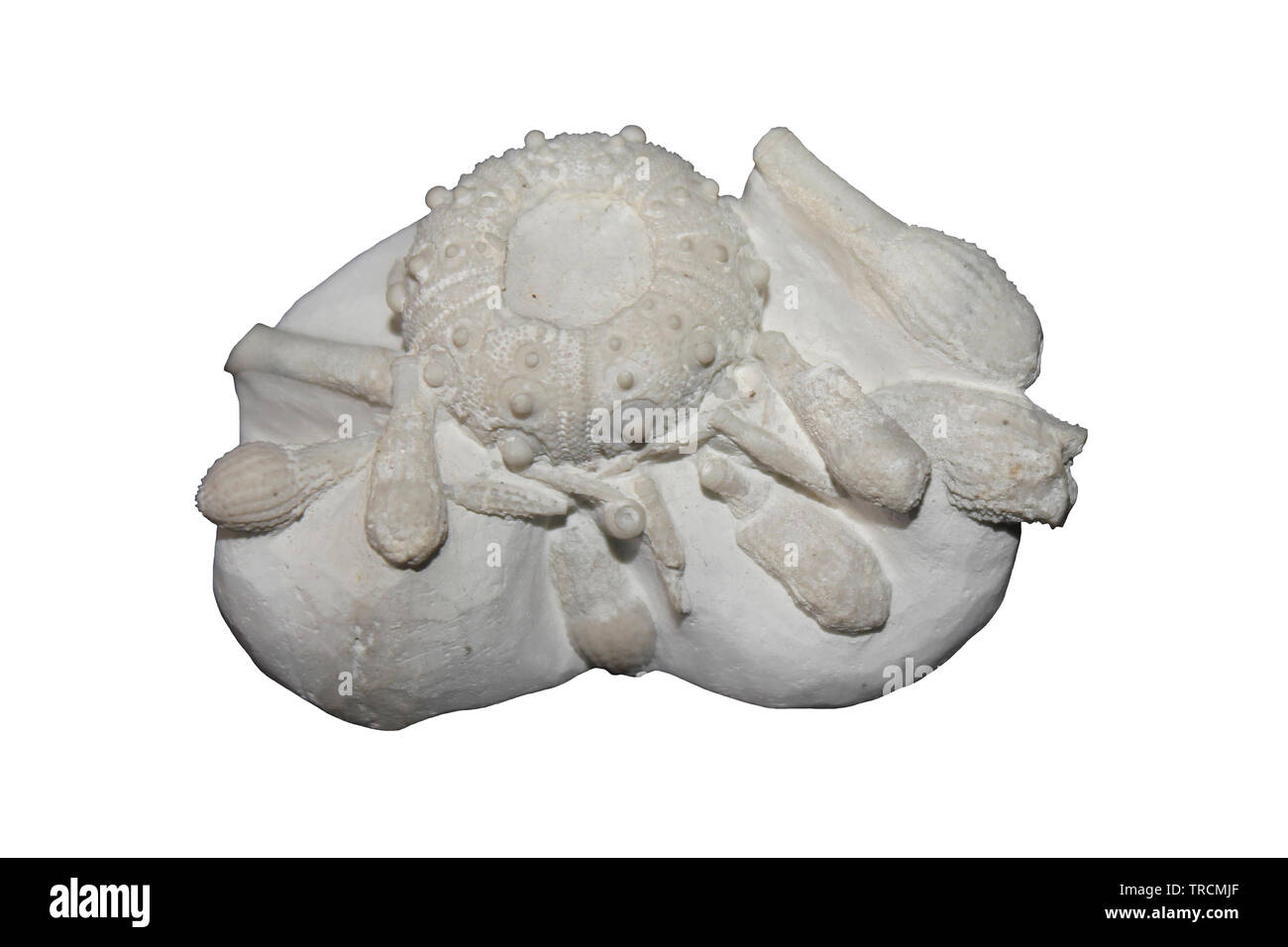 Cidaris clavigera, Obere Kreide, Kreidezeit, Charlton, Kent, Großbritannien Stockfoto