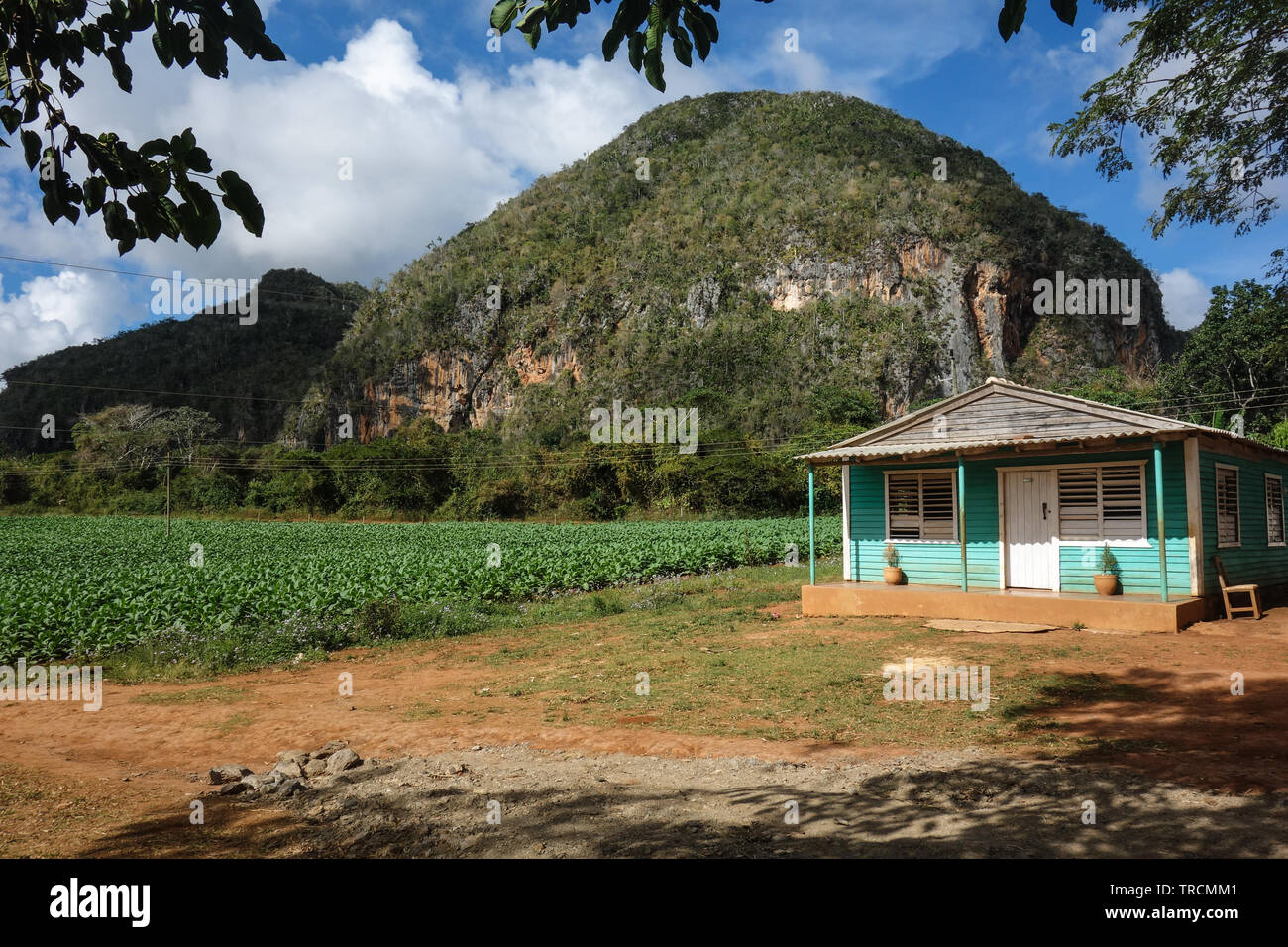 Blick auf Kubanische Landschaft im Tal von Vinales Nationalpark mit Tabak Betriebe, Felder, Plantagen, Hügel, Kühe, schönen Kubanischen Natur und tropischen Vegetarisches Stockfoto