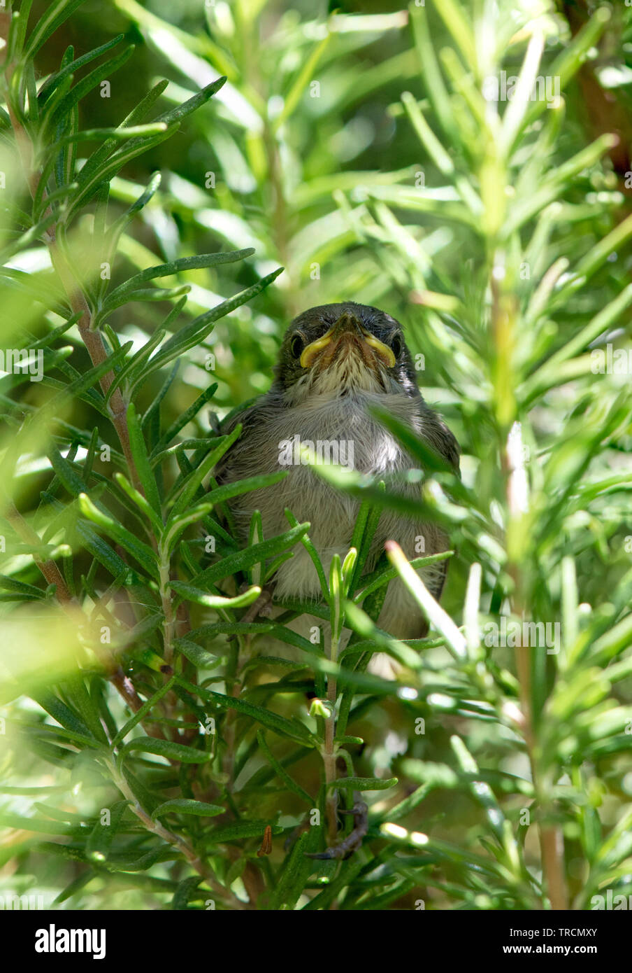 Ein kleiner Vogel, sardische Warbler, (Sylvia Melanocephala) flog aus dem Nest versteckt in Rosmarin Bush. Stockfoto