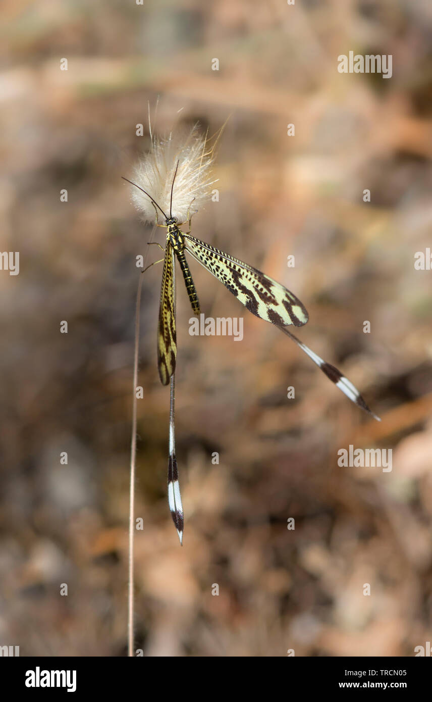 Spoonwing Florfliege, Insekt, Nemoptera bipennis, Nemoptera lusitanica, Andalusien, Spanien. Stockfoto