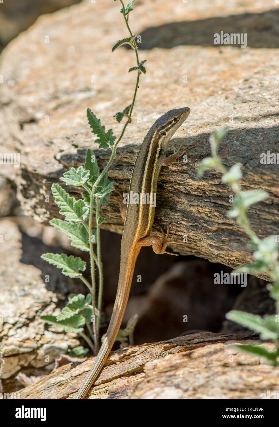 Große Psammodromus algirus, Psammodromus, lizard, Andalusien, Spanien Stockfoto