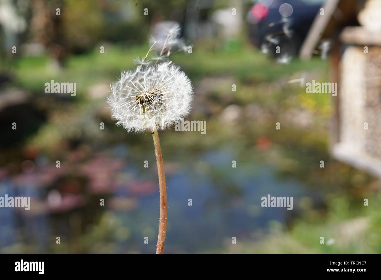 Blowball - Jinny-Joe - fliegende Samen Stockfoto