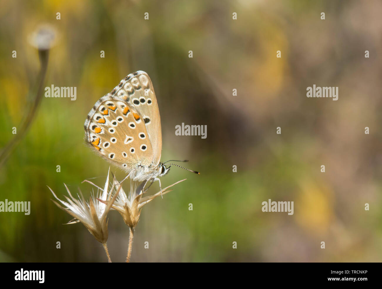 Adonis blue, Lysandra bellargus. Schmetterling, Andalusien, Spanien. Stockfoto
