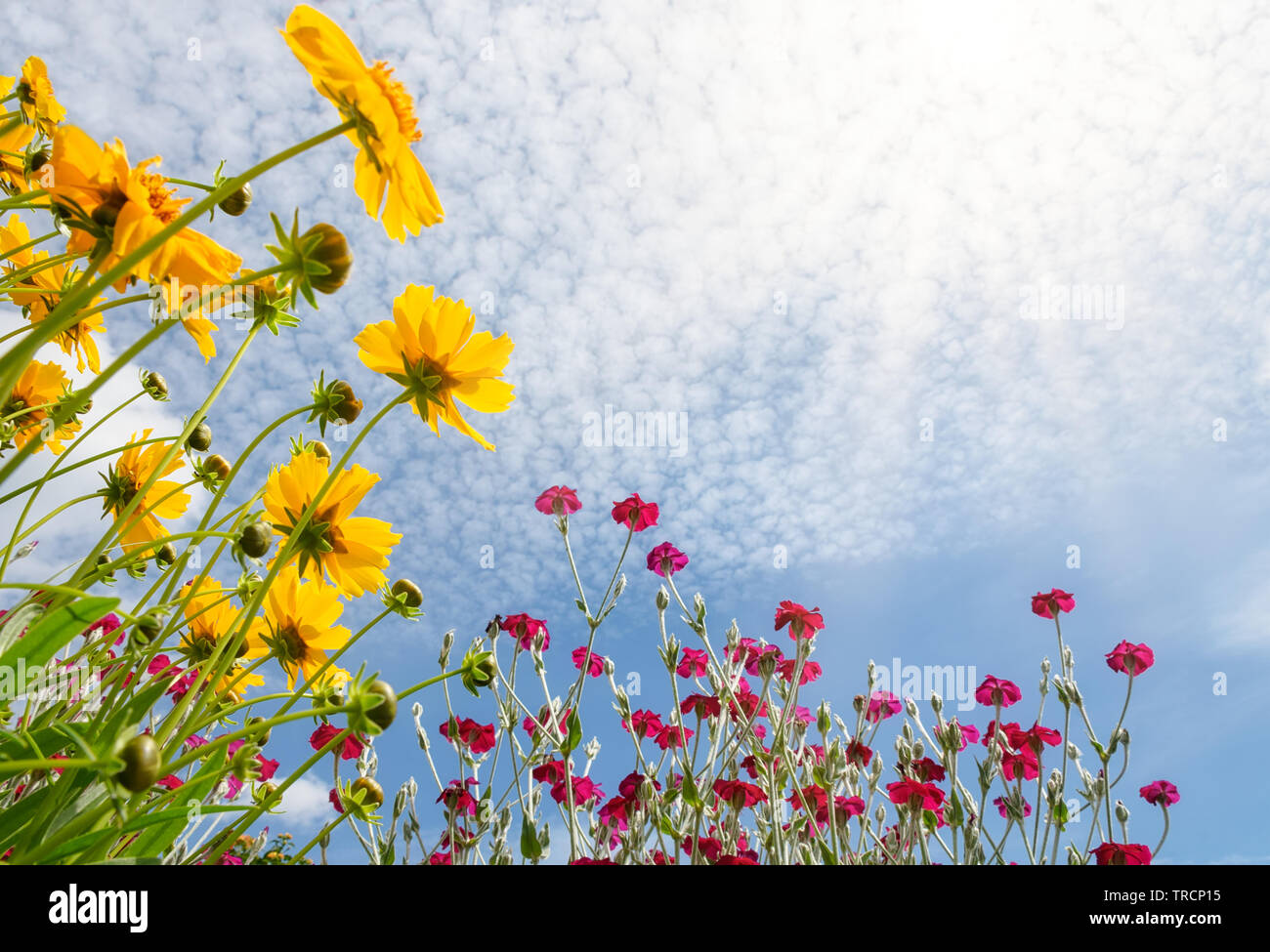 Bunte Garten Blumen gegen den Himmel, gelb blühende Veilchen, Coreopsis, und Königskerze pink, Silene coronaria, unten nach oben, ein sonniger Tag im Sommer Stockfoto