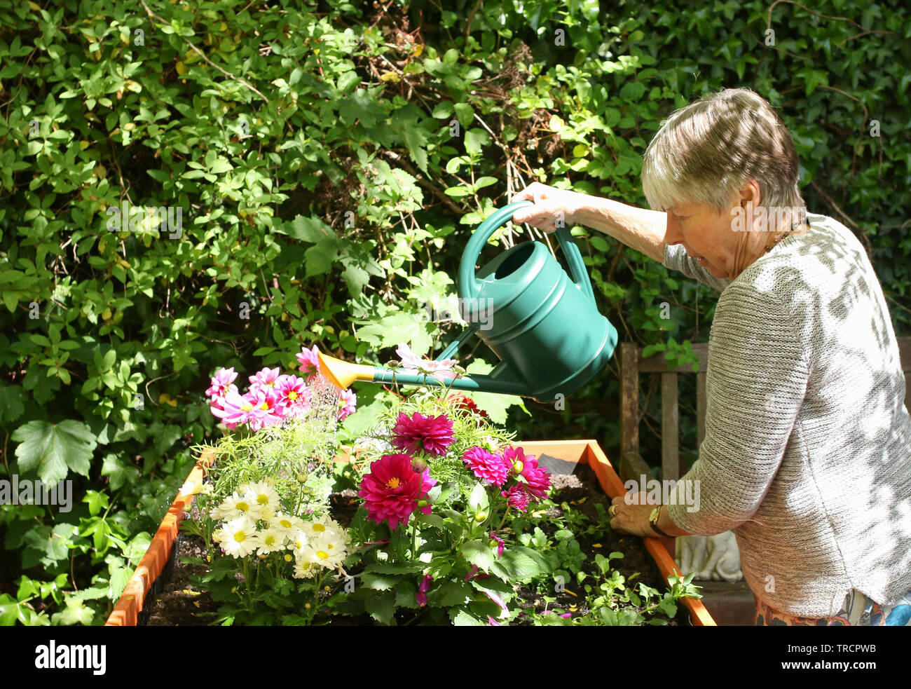 Ältere Frau Blumen gießen im Garten. Stockfoto