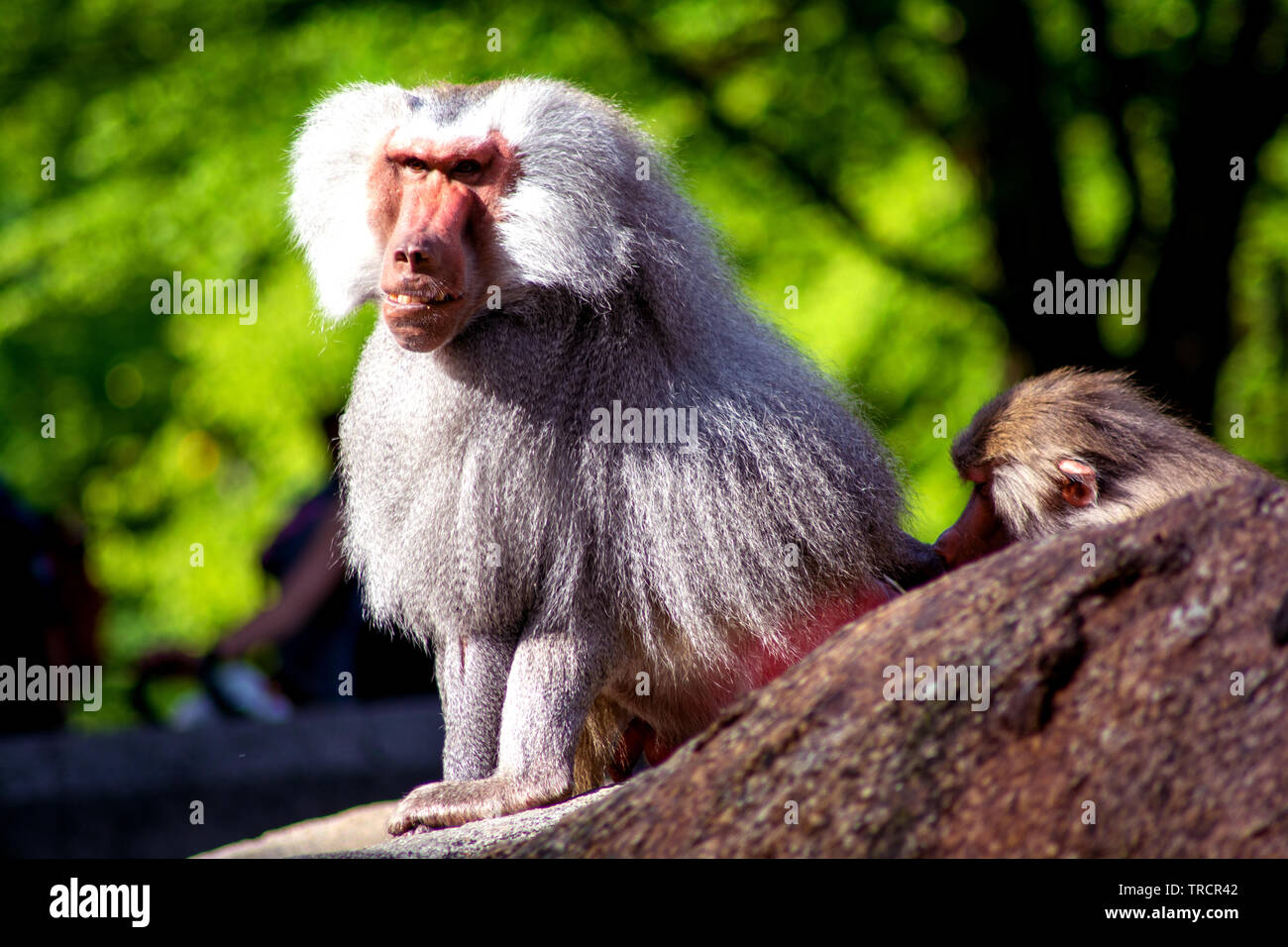 Tierpark Hellabrunn: Der Boss Stockfoto
