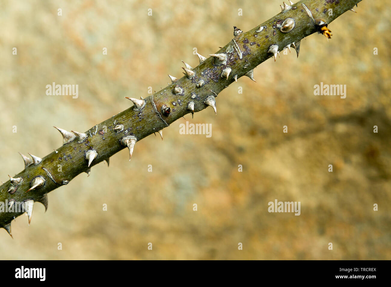 Scharfen und langen Dornen auf einer einzigen Rose Stammzellen Stockfoto