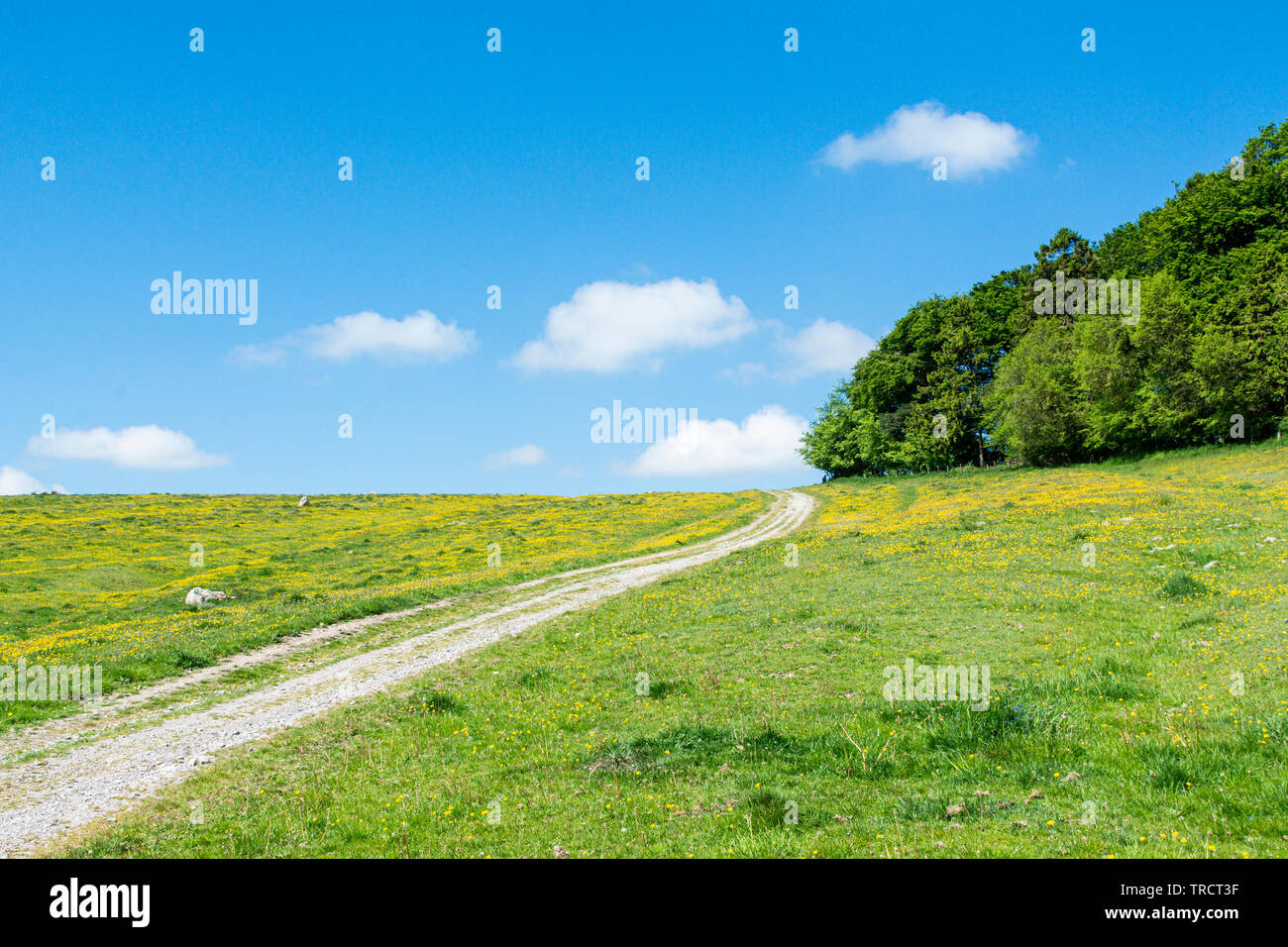 Die Green Street führt durch Fyfield entlang des National Nature Reserve, Wiltshire Stockfoto