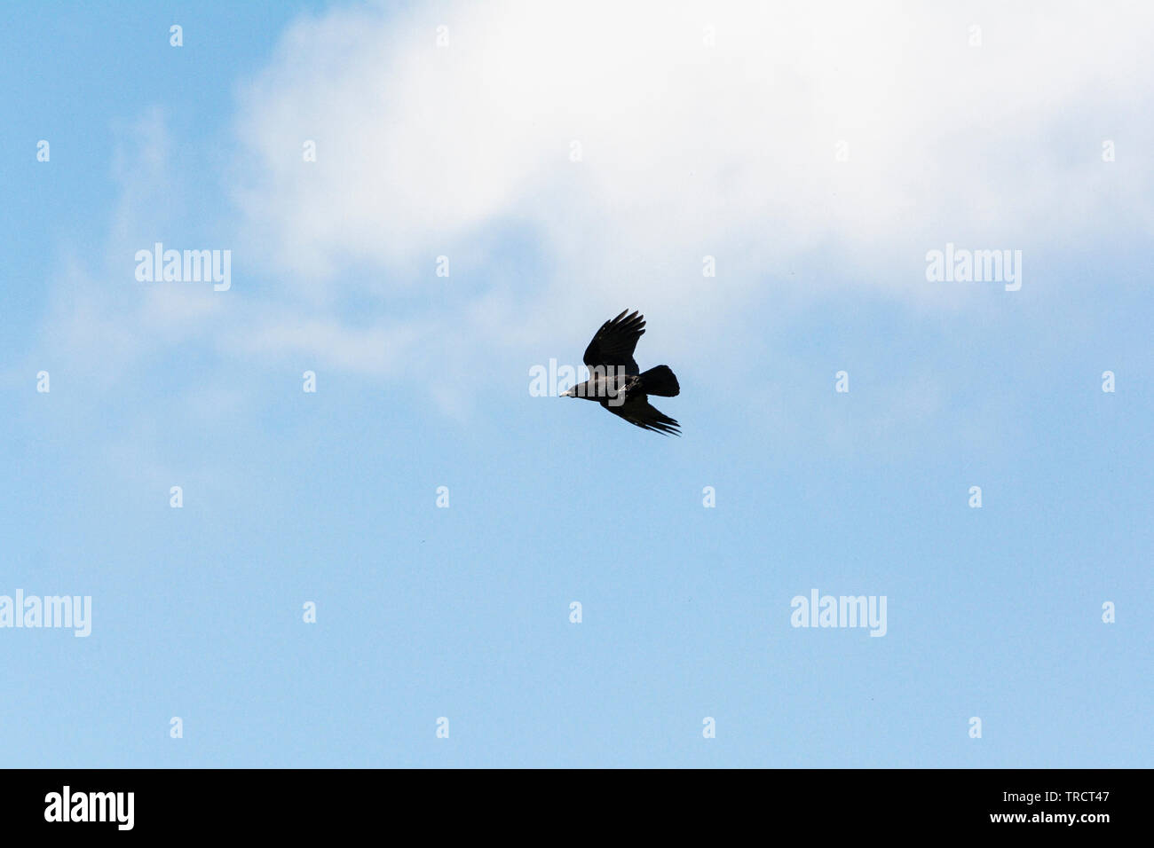 Eine Saatkrähe (Corvus frugilegus) im Flug Stockfoto