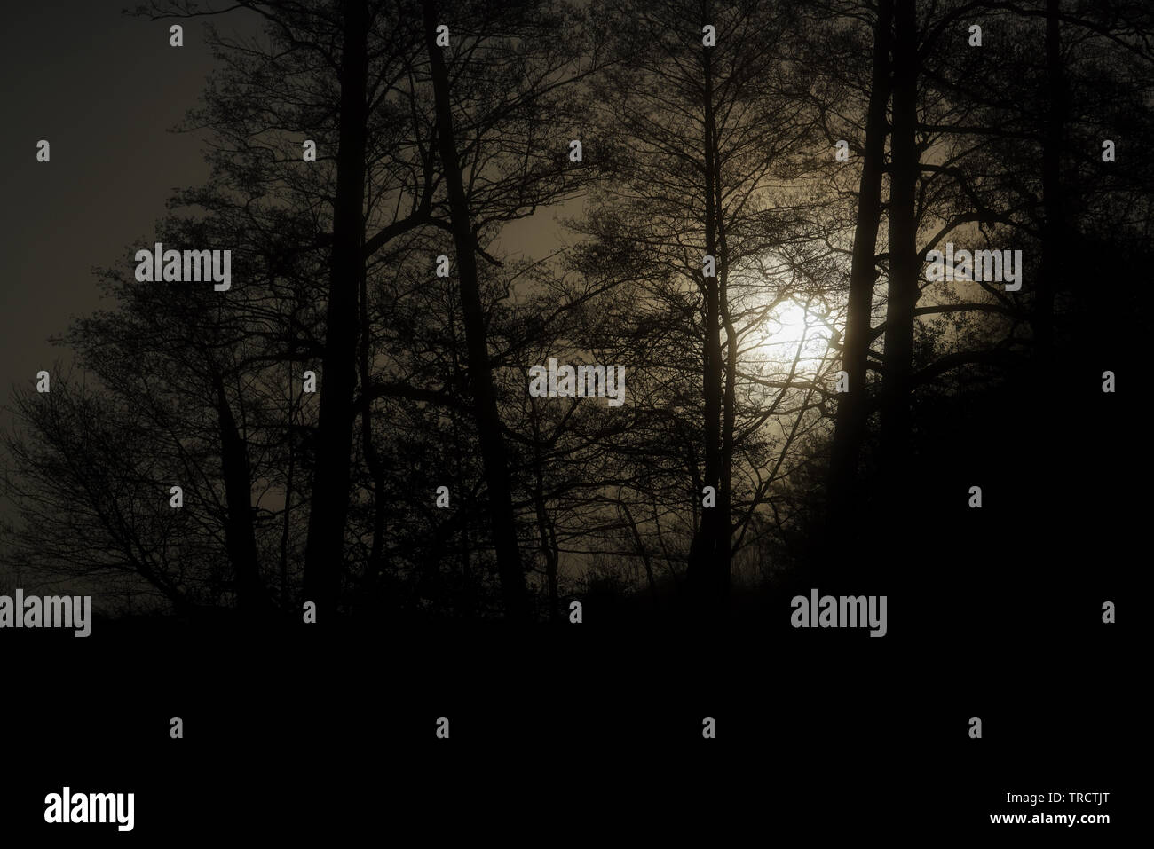 Silhouetted Bäume vor dem Sonnenaufgang Stockfoto