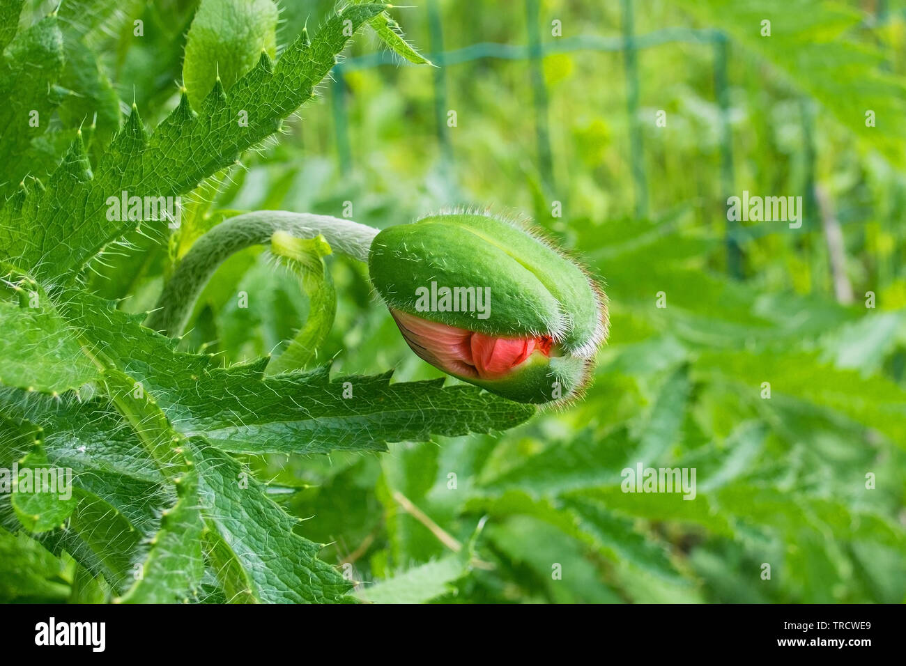 Die Knospe einer riesigen roten Mohn in natürlichem Sonnenlicht mit verschiedenen Gräser und andere Pflanzen im Hintergrund. In Nord-Ost Italien fotografiert. Stockfoto