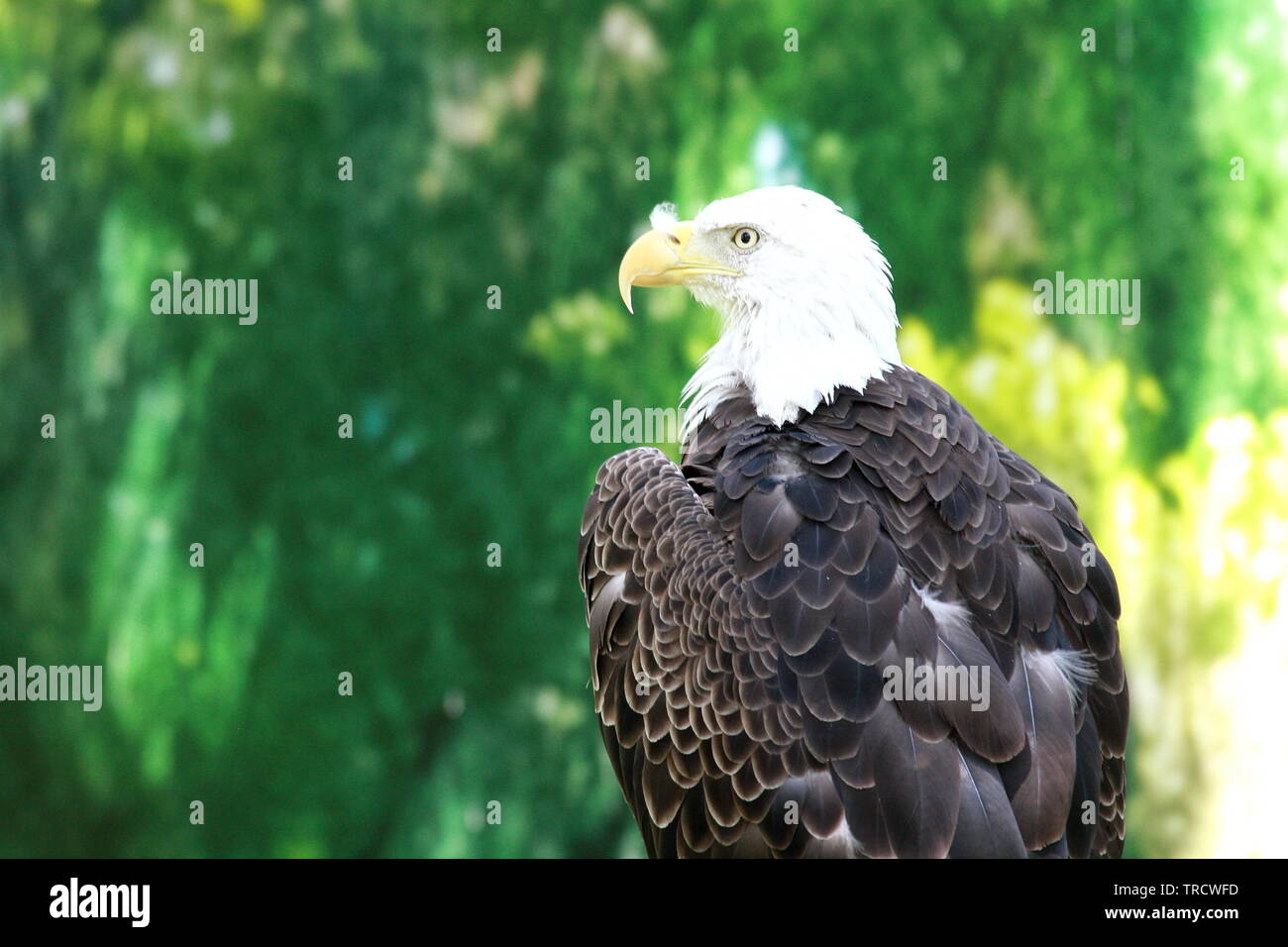 Symbol der amerikanischen Freiheit Stockfoto