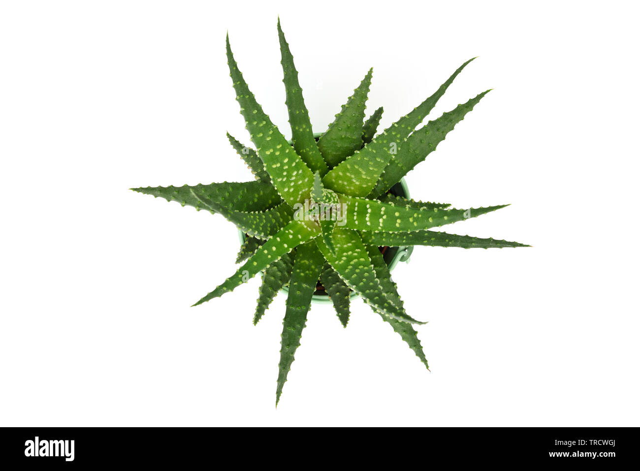kirschlorbeer hecke rotundifolia Kirschlorbeer 'Rotundifolia' | kaufen