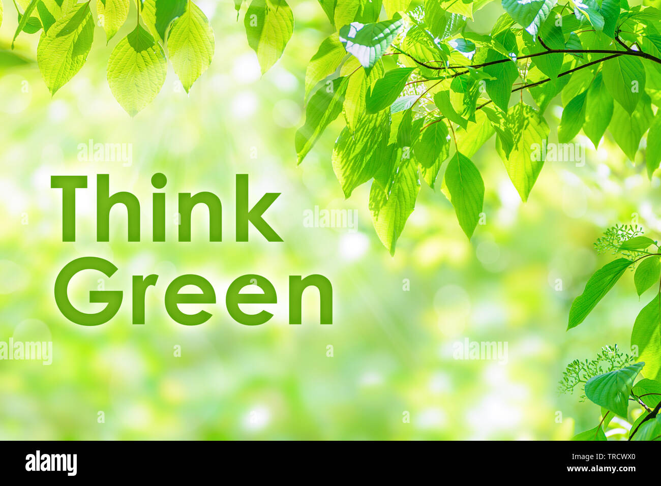 Spring Green junge Blätter in Tiefen sunlights mit schönen Bokeh Effekt- und Text-grün zu denken Stockfoto
