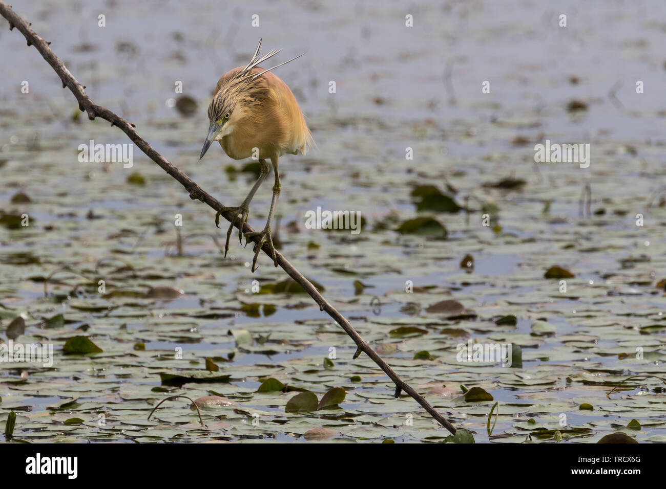 Squacco Heron - Ardeola ralloides Stockfoto