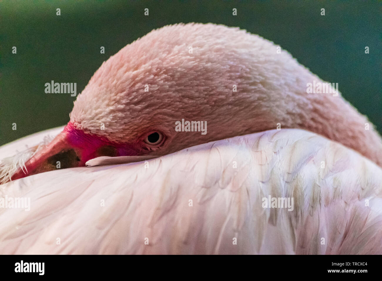 Flamingo (Phoenicopterus Roseus) ruhen auf Sie auf der Suche Stockfoto