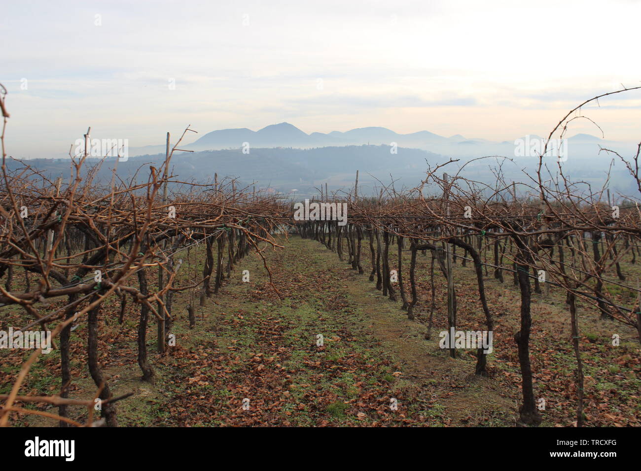 Blick auf die Weinberge in Norditalien mit Nebel und die Euganeischen Hügel am Horizont Stockfoto