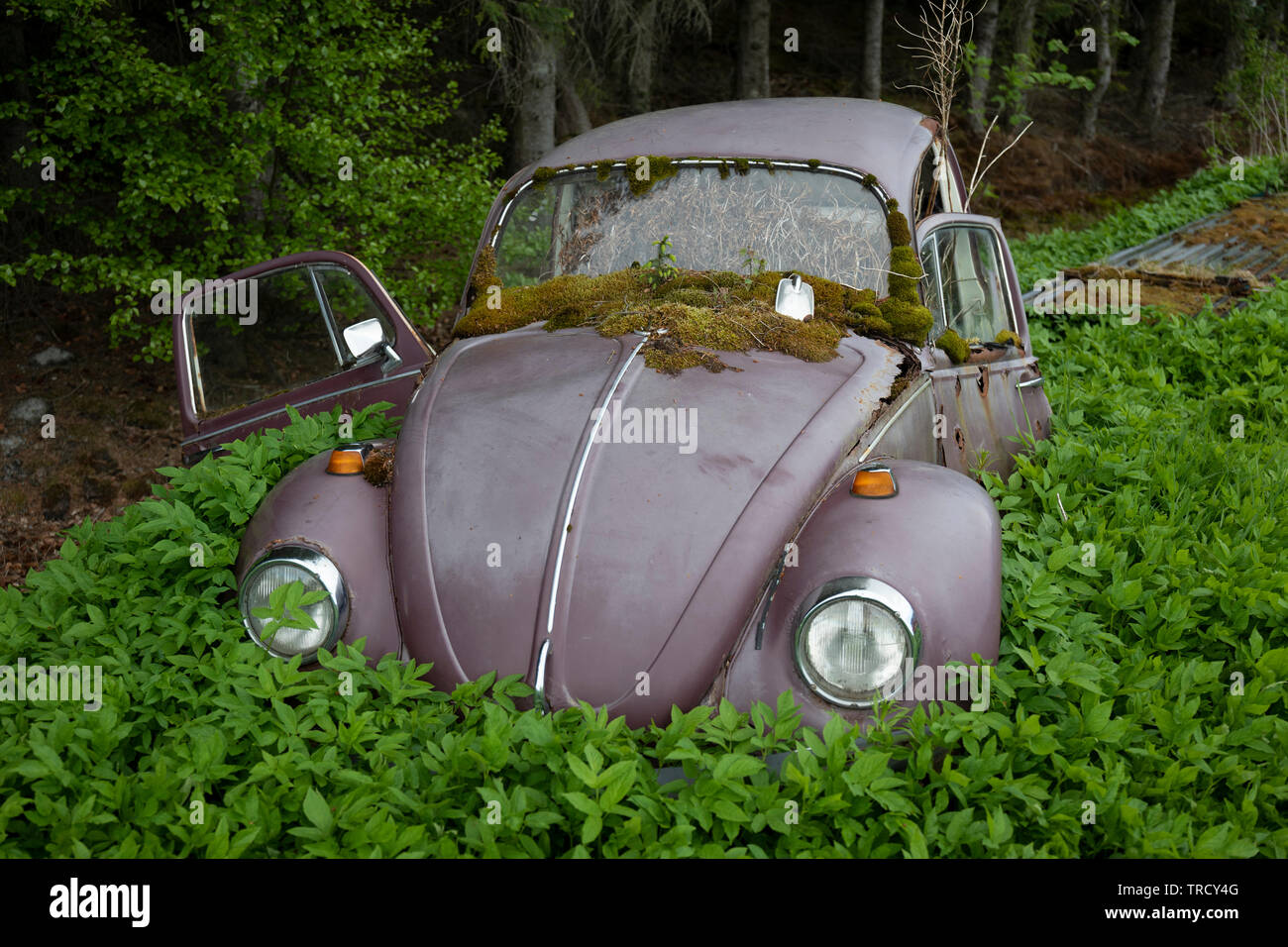 Ruinierte Volkswagen Käfer liegen in einem norwegischen Feld. Stockfoto