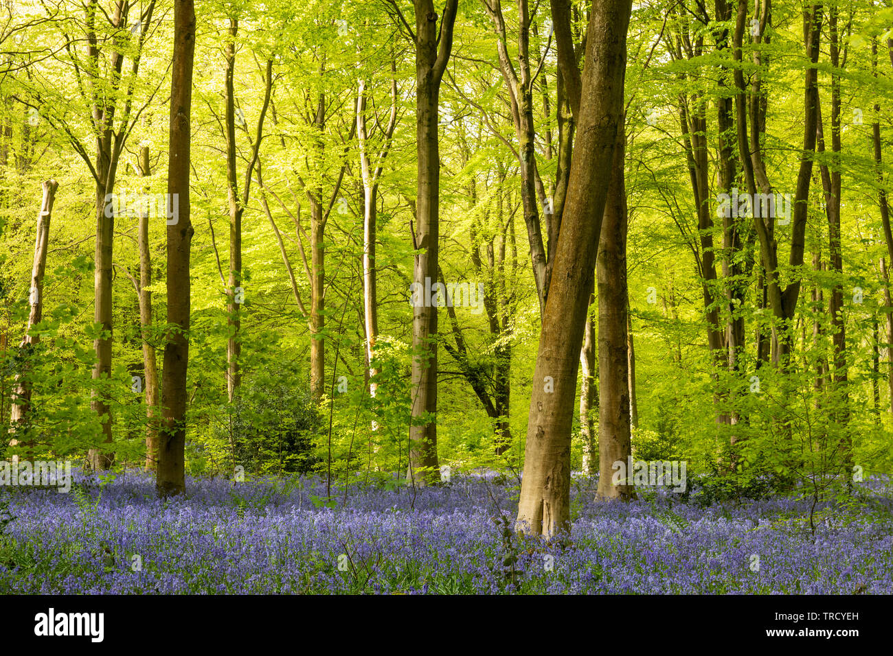 Frühlingsblätter auf den Buchen und Bluebells - Hyacinthoides non scripta blüht in West Woods bluebell wood, in der Nähe von Marlborough, Wiltshire, England Stockfoto