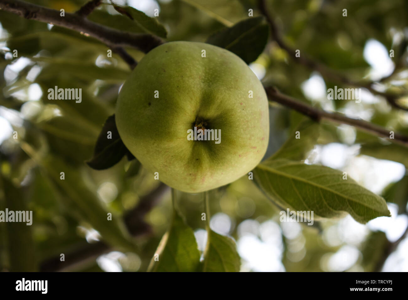 Apple Farm in Shimla Himachal Pradesh Indien Stockfoto
