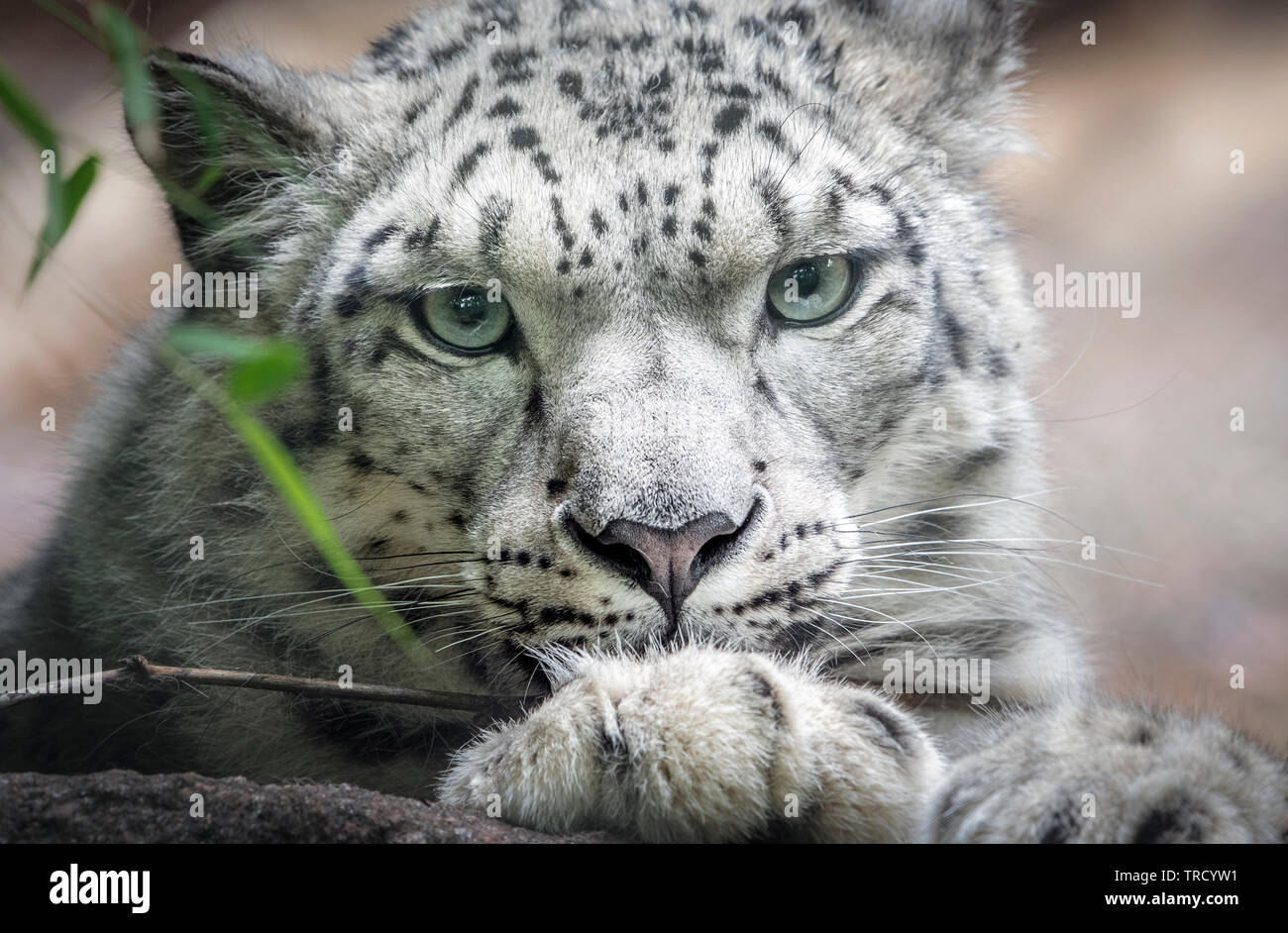 Junge weibliche Snow Leopard in die Kamera schaut Stockfoto