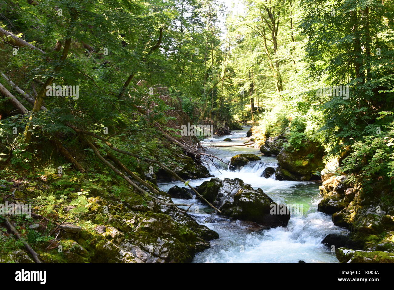 Schlucht Vintgar in der Nähe von Lake Bled, Slowenien Stockfoto