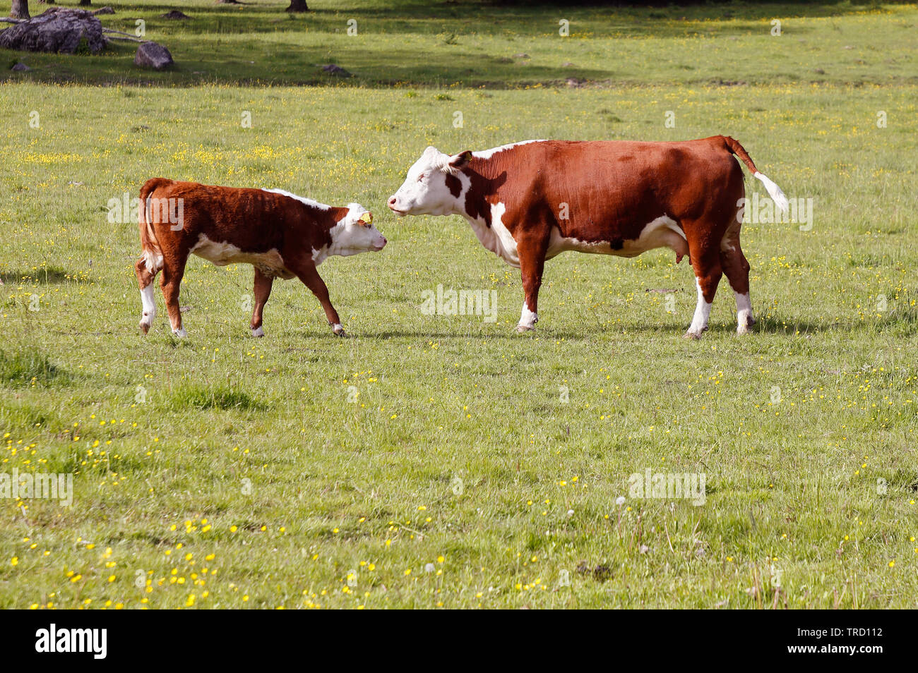 Kuh und Kalb in einem Feld von Angesicht zu Angesicht. Stockfoto