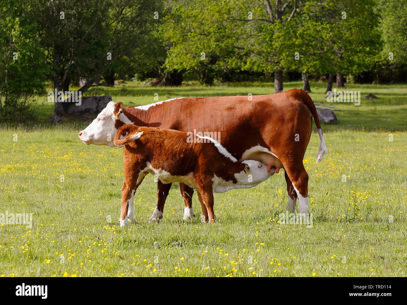 Braun Kuh ihr Kalb saugen lassen. Stockfoto