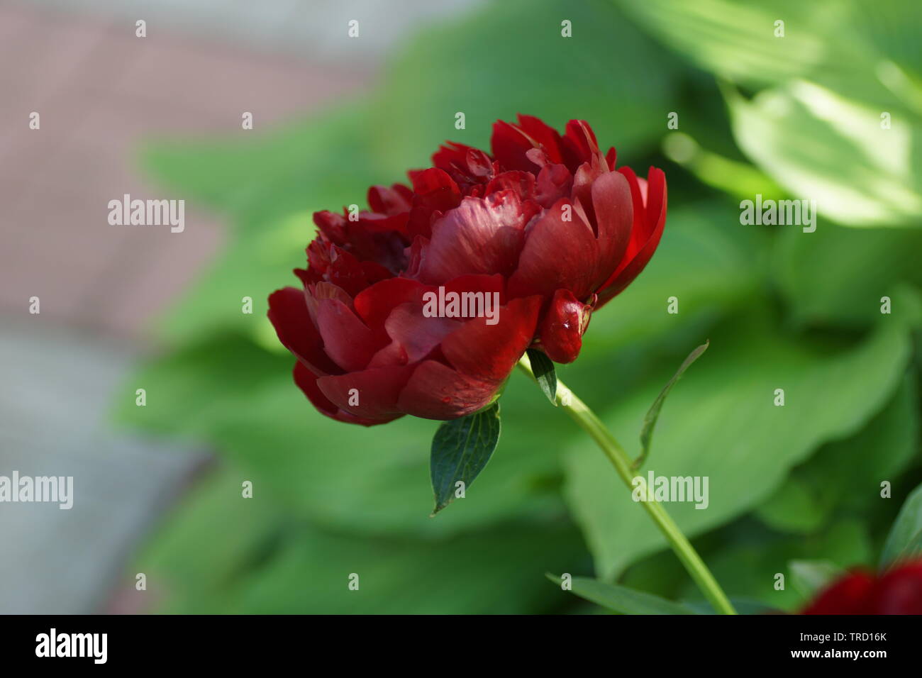 Paeonia Buckeye Belle. Rote Pfingstrose. Paeonia lactiflora (Chinesische Pfingstrose oder gemeinsamen Garten päonie). Stockfoto