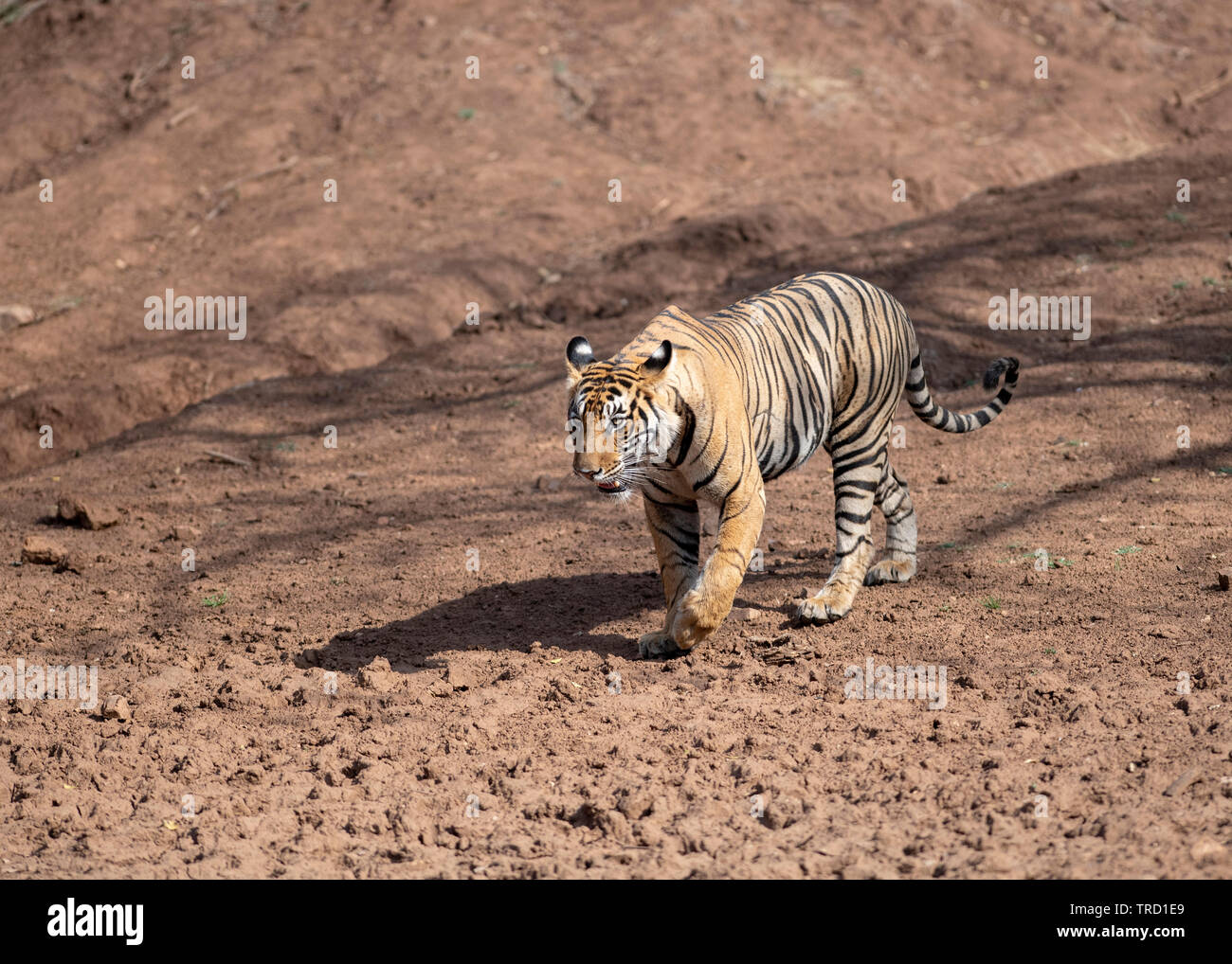 Bengaler Tiger - Tigress Sultana T-107 Stockfoto