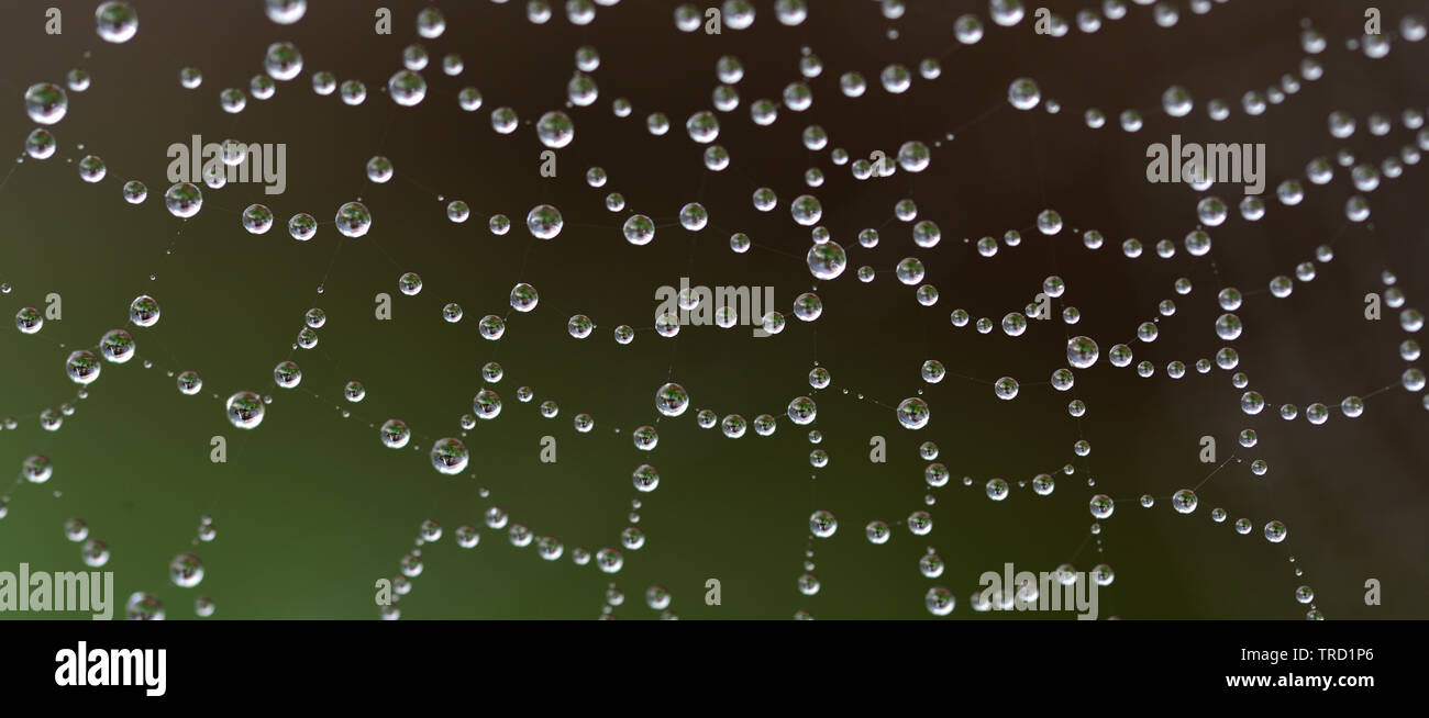 Viele kleine Tropfen hängen in einem Spinnennetz gegen einen dunklen Hintergrund Stockfoto