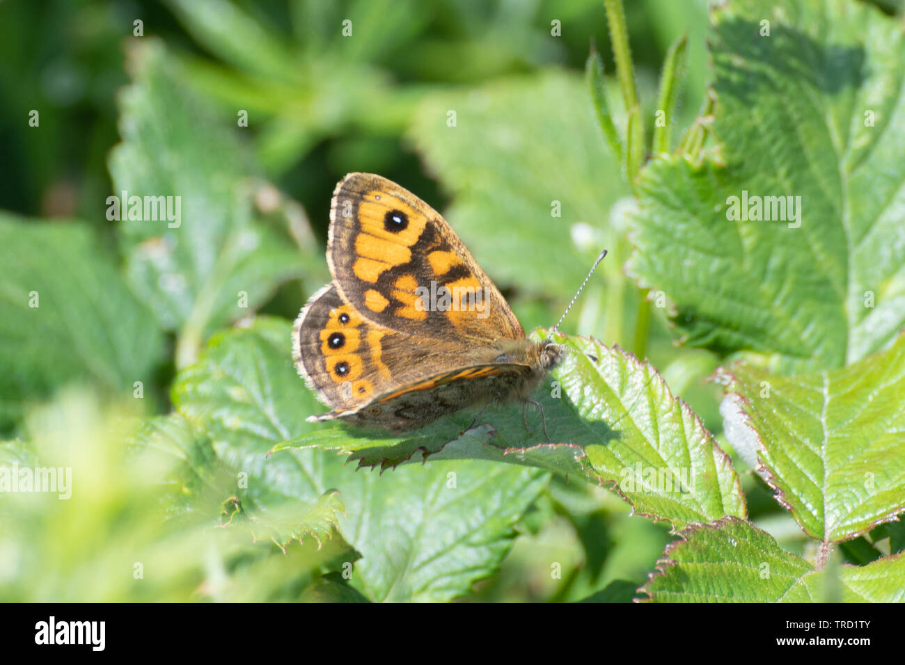 Wall Brown Schmetterling (Lasiommata megera) in Wales, Großbritannien Stockfoto