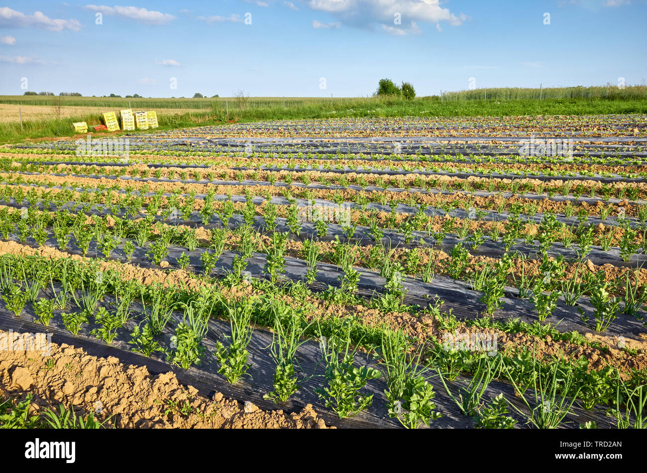 Landwirtschaftliche Landschaft mit organischen Sellerie und Schnittlauch Bauernhof Feld mit Patches mit Kunststoff Laubdecke benutzt Unkraut zu unterdrücken und Wasser zu sparen. Stockfoto