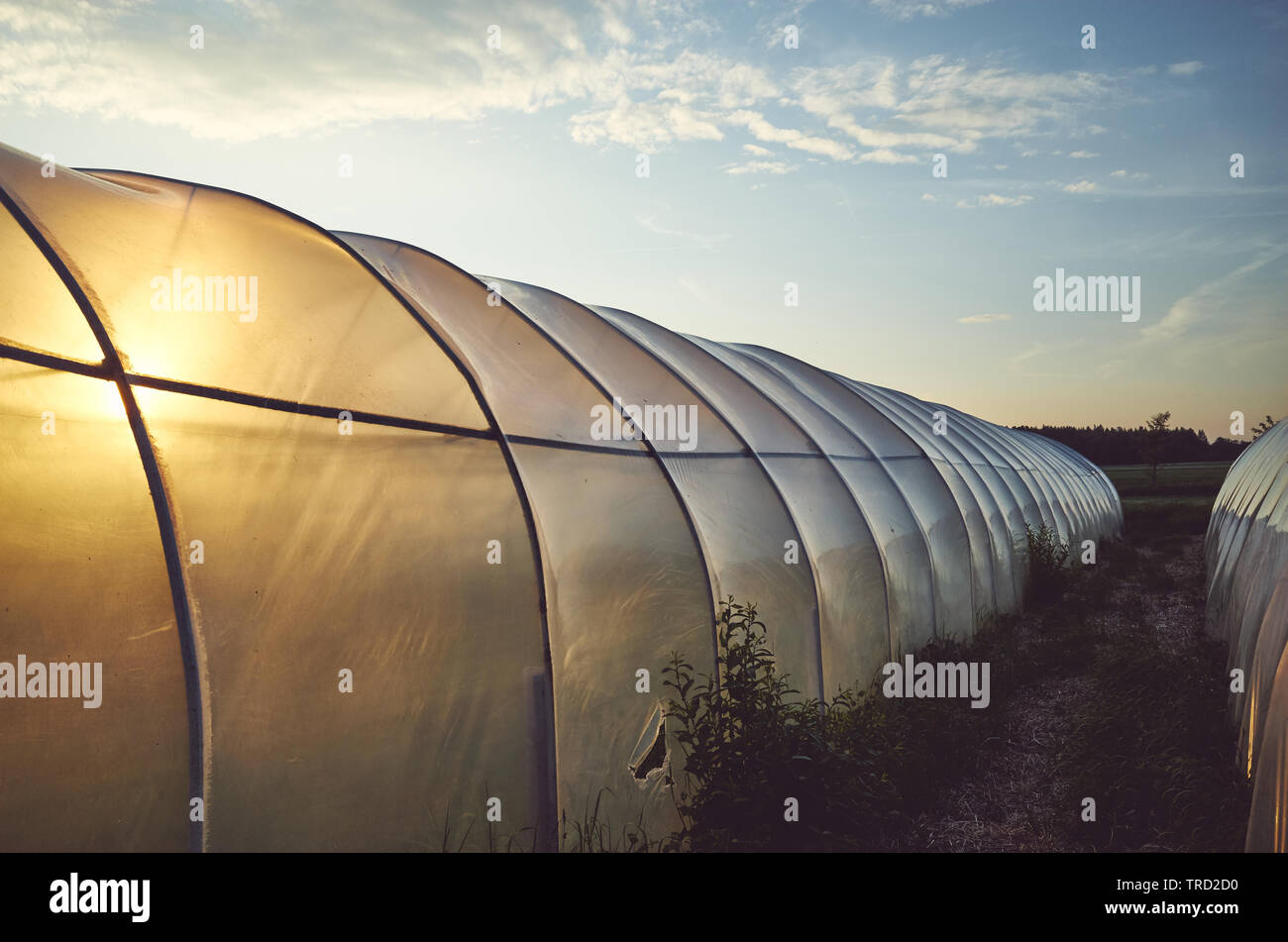 Kunststoff Gewächshaus vom Sonnenuntergang beleuchtet, Farbe getonte Bild. Stockfoto