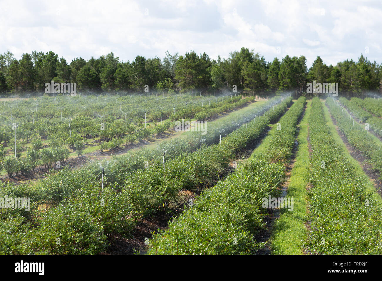 Blueberry Nutzpflanzen der Showcase von Zitrusfrüchten, Florida Stockfoto